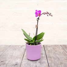 Load image into Gallery viewer, Phalaenopsis &#39;Moth Orchid&#39; &amp; Pot
