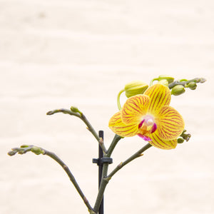 Phalaenopsis 'Moth Orchid' & Pot