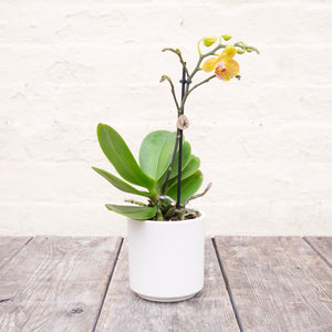 Phalaenopsis 'Moth Orchid' & Pot