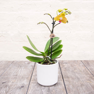 Phalaenopsis 'Moth Orchid' & Pot