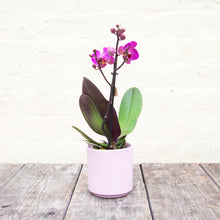 Load image into Gallery viewer, Phalaenopsis &#39;Moth Orchid&#39; &amp; Pot
