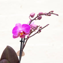 Load image into Gallery viewer, Phalaenopsis &#39;Moth Orchid&#39; &amp; Pot
