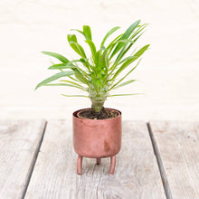 Load image into Gallery viewer, Pachypodium Lamerei &#39;Madagascar Palm&#39;
