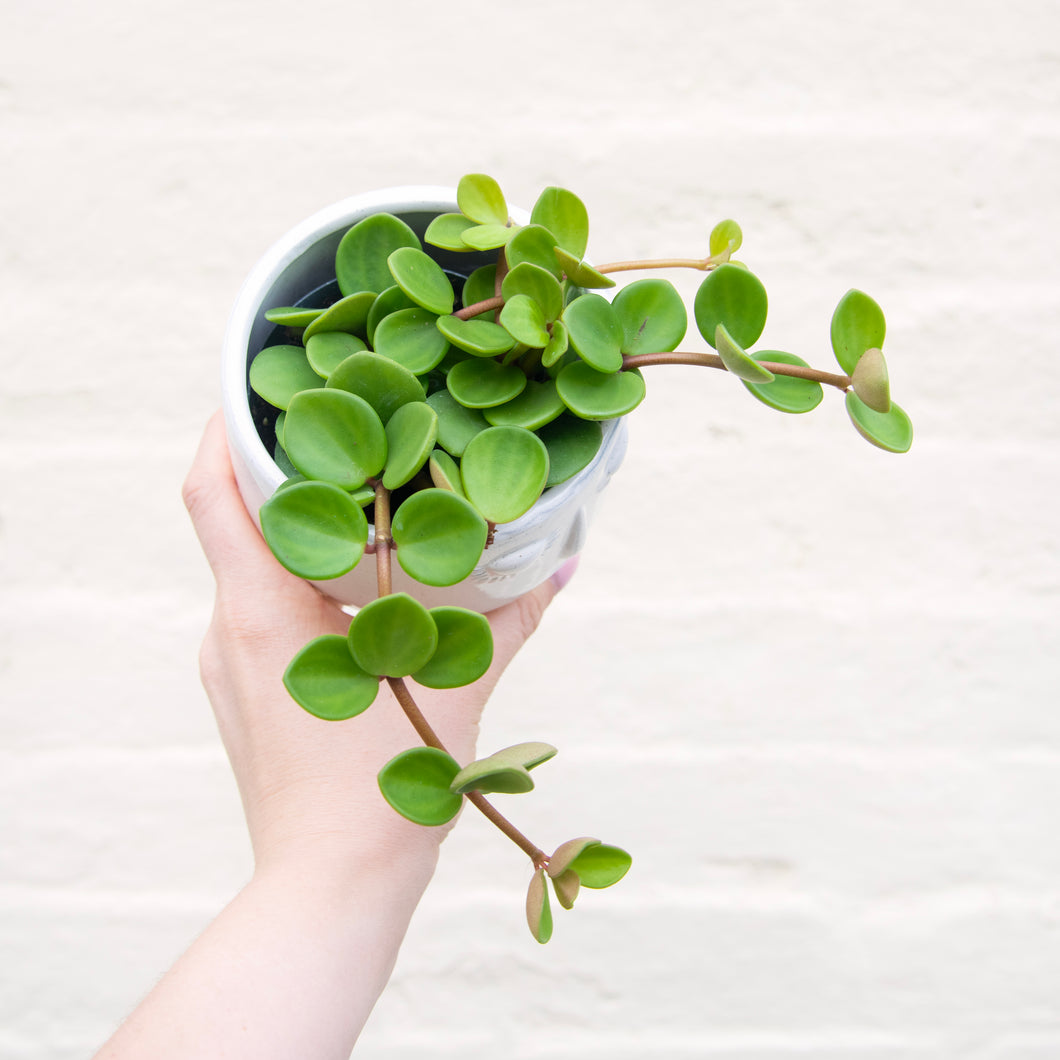 Peperomia 'Hope'