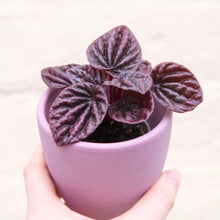 Load image into Gallery viewer, Peperomia &#39;Luna&#39;
