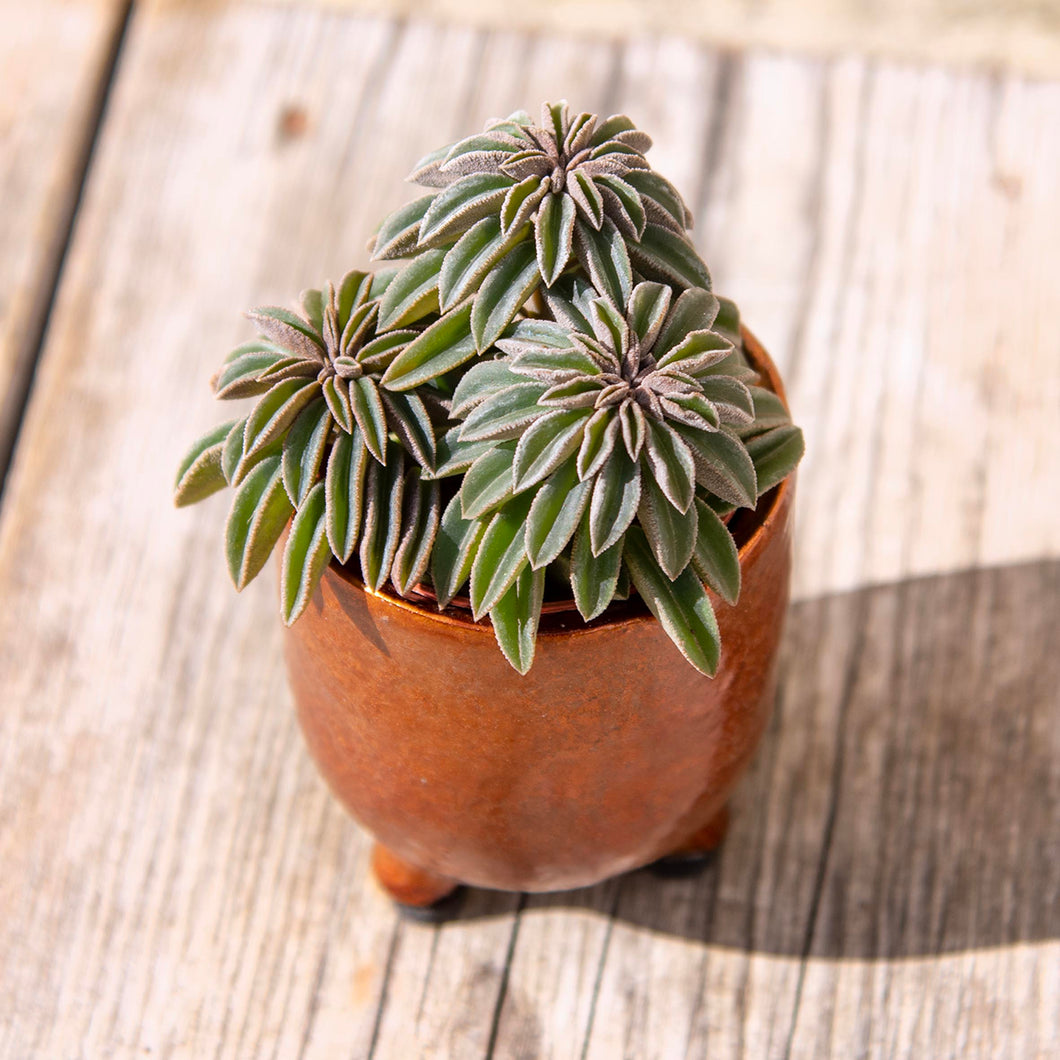 Peperomia 'Silver Spark'