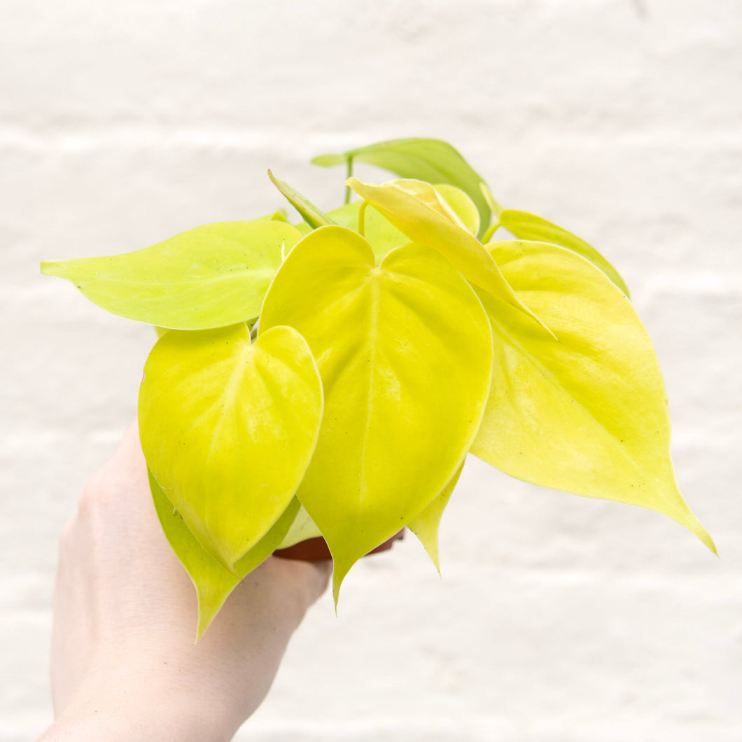 Philodendron 'Lemon Lime'
