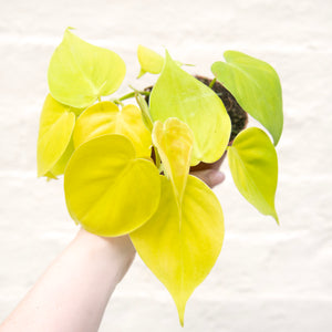 Philodendron 'Lemon Lime'