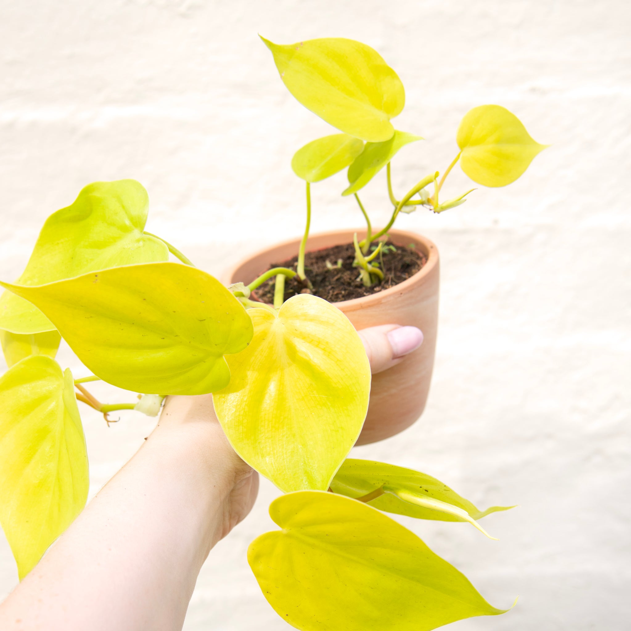 philodendron lemon lime uk Philodendron 'Lemon Lime' – Moose Plant Shop