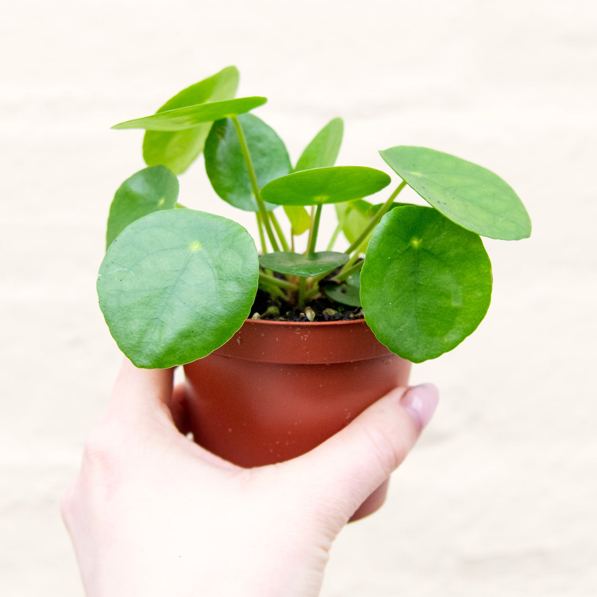 chinese money plant uk Pilea Peperomioides 'Chinese Money Plant' (2 sizes) – Moose Plant Shop