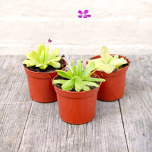 Load image into Gallery viewer, Pinguicula &#39;Butterwort&#39; (Carnivorous Plant)
