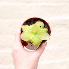 Load image into Gallery viewer, Pinguicula &#39;Butterwort&#39; (Carnivorous Plant)
