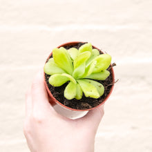 Load image into Gallery viewer, Pinguicula &#39;Butterwort&#39; (Carnivorous Plant)
