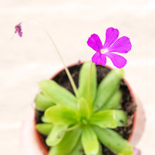Load image into Gallery viewer, Pinguicula &#39;Butterwort&#39; (Carnivorous Plant)

