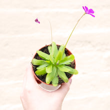 Load image into Gallery viewer, Pinguicula &#39;Butterwort&#39; (Carnivorous Plant)
