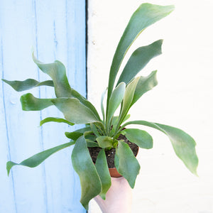 Platycerium 'Staghorn Fern'