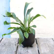 Load image into Gallery viewer, Platycerium &#39;Staghorn Fern&#39;
