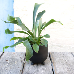 Platycerium 'Staghorn Fern'