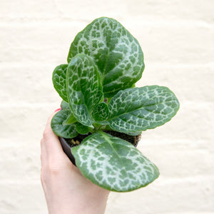 Streptocarpus 'Pretty Turtle'