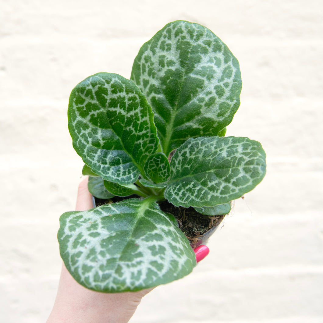 Streptocarpus 'Pretty Turtle'