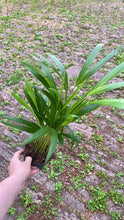 Load and play video in Gallery viewer, Dypsis Lutescens
