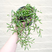 Load image into Gallery viewer, Senecio Herreianus ‘Purple Flush’
