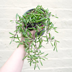 Senecio Herreianus ‘Purple Flush’
