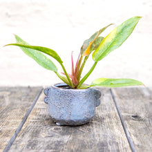 Load image into Gallery viewer, Philodendron 'Ring of Fire'

