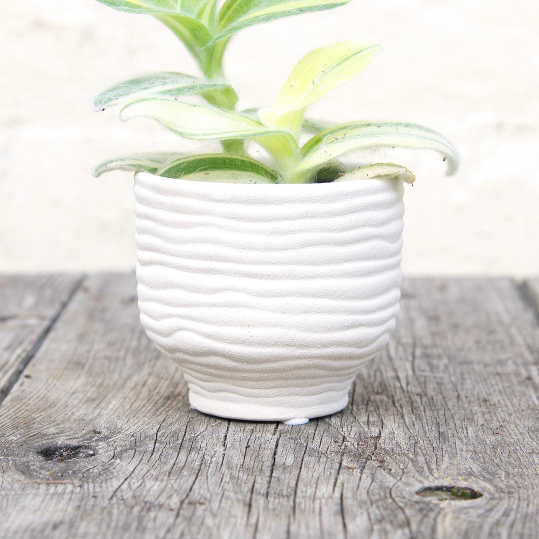 River Textured Plant Pots For Baby Plants (3 colours)