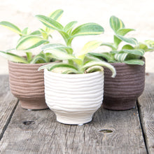 Load image into Gallery viewer, River Textured Plant Pots For Baby Plants (3 colours)
