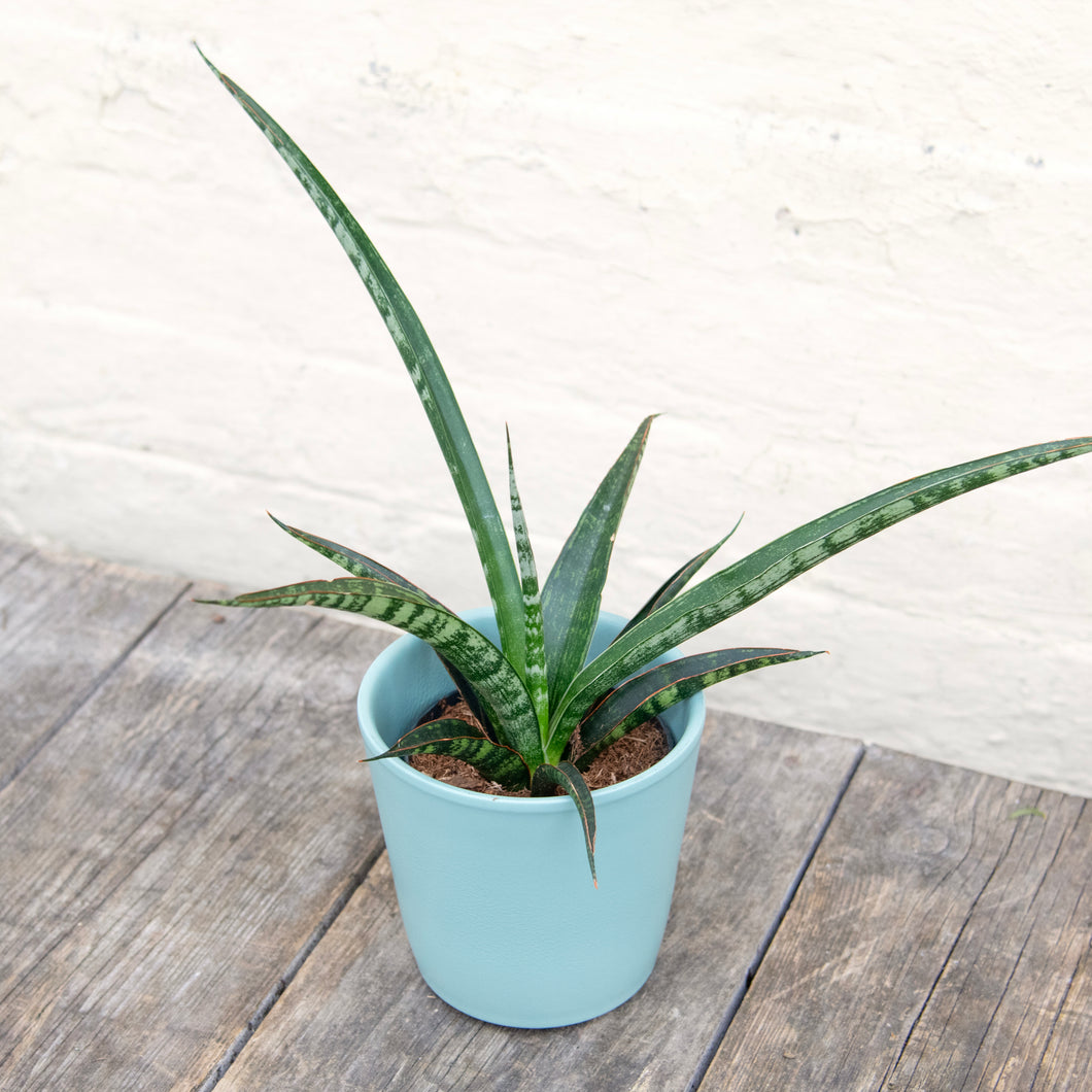 sansevieria trifasciata uk Sansevieria Trifasciata 'Megan' – Moose Plant Shop
