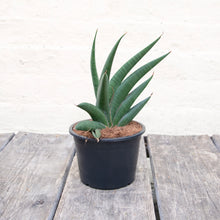 Load image into Gallery viewer, Sansevieria Helios
