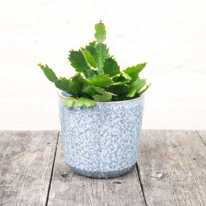 Schlumbergera 'Thanksgiving Cactus'