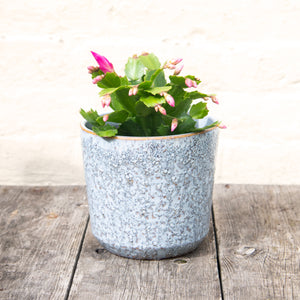 Schlumbergera 'Thanksgiving Cactus'