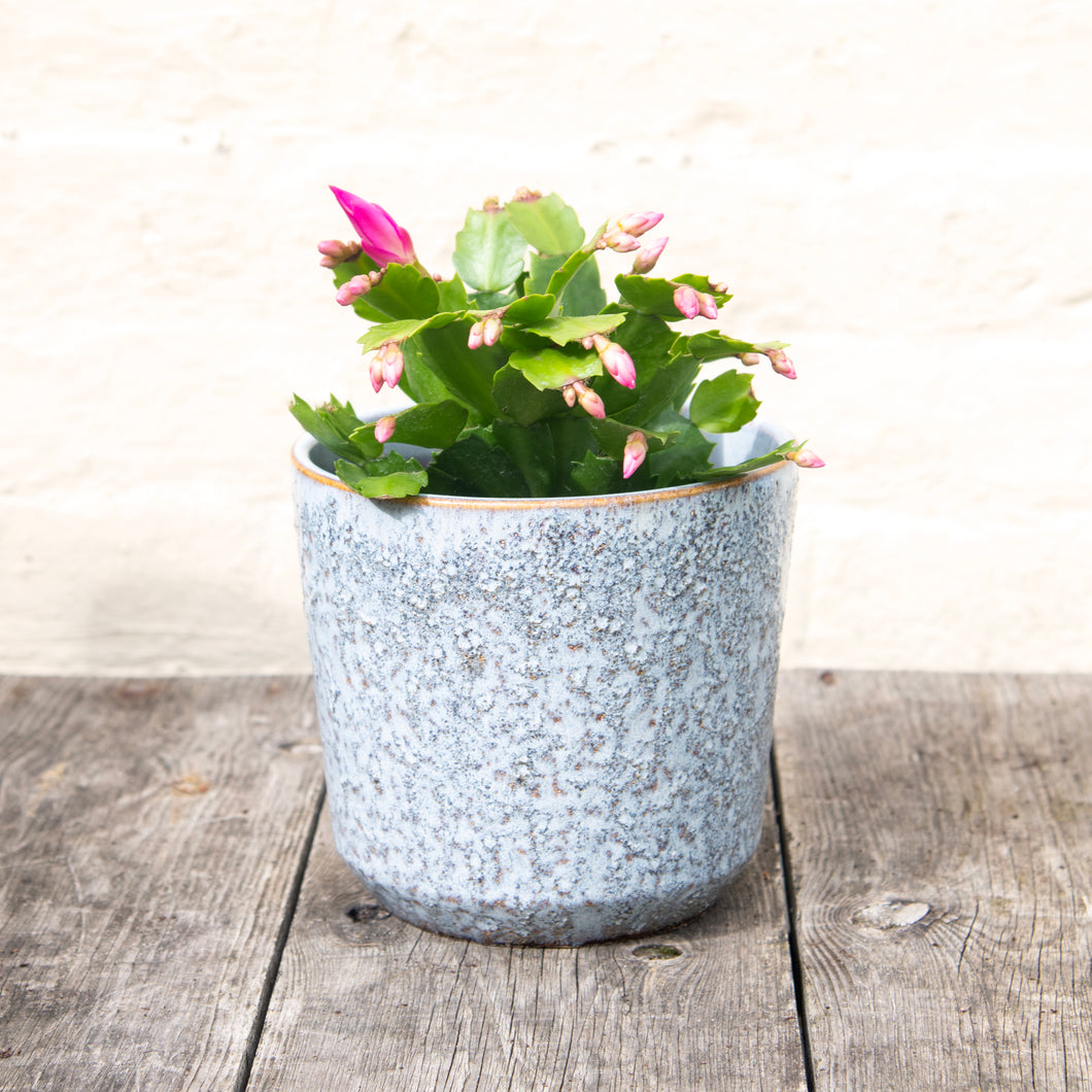 Schlumbergera 'Thanksgiving Cactus'
