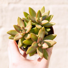 Load image into Gallery viewer, Sedum Adolphii (Golden Sedum)
