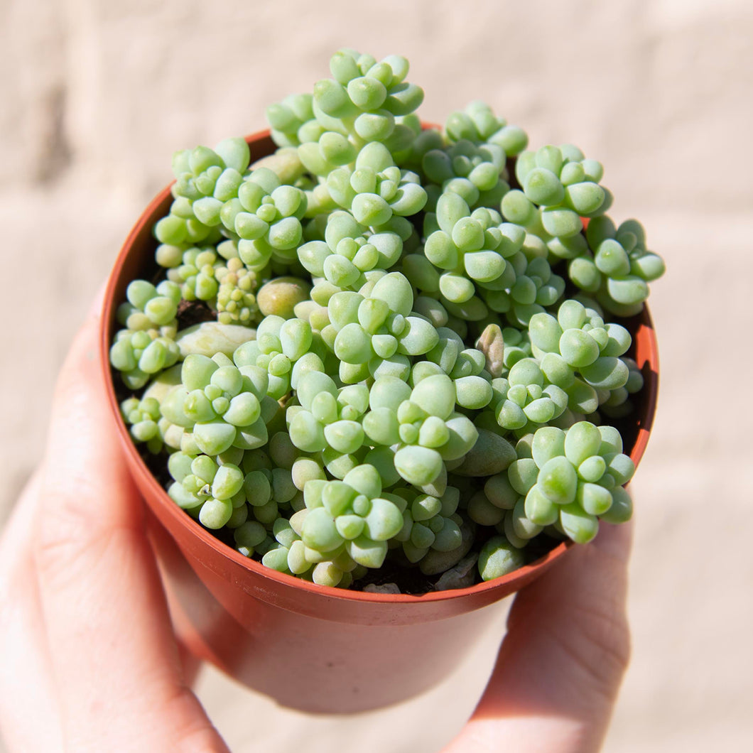 Sedum Morganianum ‘Burrito’