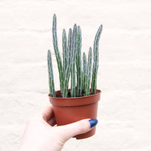 Load image into Gallery viewer, Senecio Stapeliiformis 'Pickle Plant'
