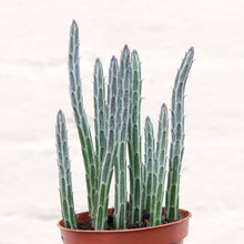 Load image into Gallery viewer, Senecio Stapeliiformis 'Pickle Plant'
