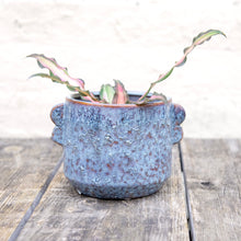 Load image into Gallery viewer, Shay Ceramic Plant Pot
