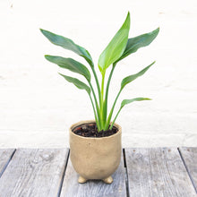 Load image into Gallery viewer, Strelitzia Reginae &#39;Orange Bird of Paradise&#39;
