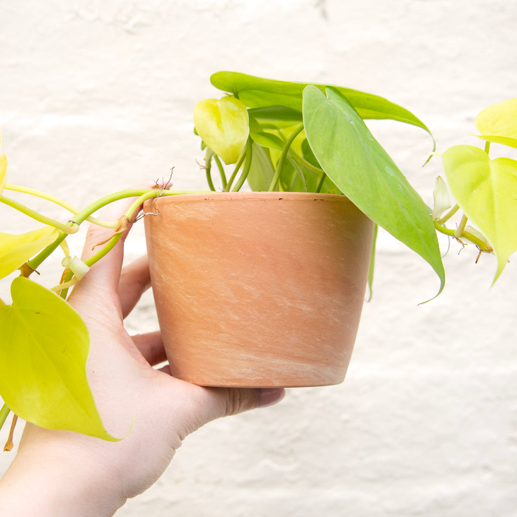 Terracotta Swirl Plant Pot