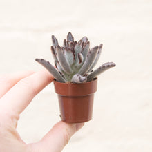 Load image into Gallery viewer, Tiny Mystery Succulent In Ceramic Pot
