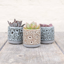 Load image into Gallery viewer, Tiny Mystery Succulent In Ceramic Pot
