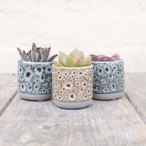 Tiny Mystery Succulent In Ceramic Pot