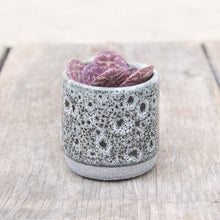 Load image into Gallery viewer, Tiny Mystery Succulent In Ceramic Pot
