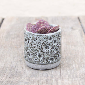 Tiny Mystery Succulent In Ceramic Pot