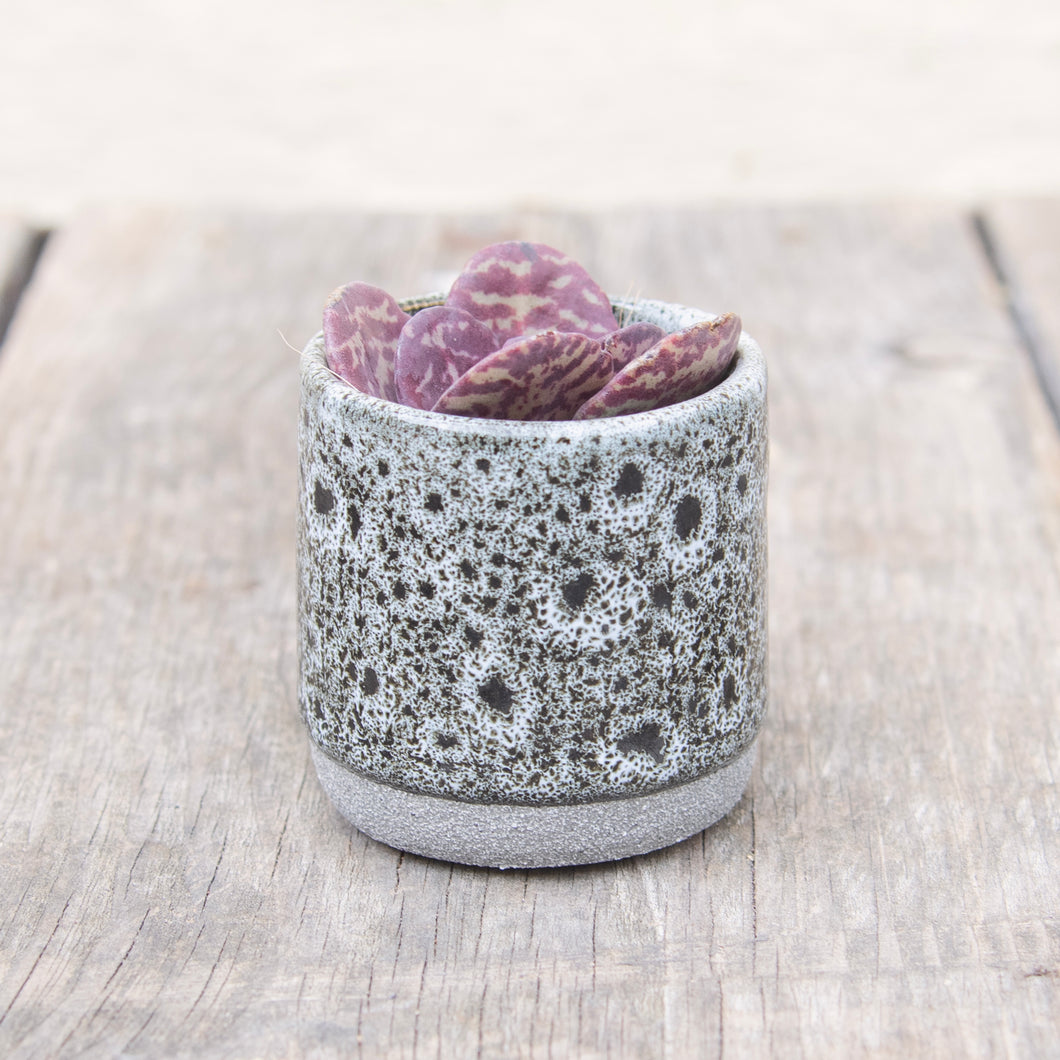 Tiny Mystery Succulent In Ceramic Pot