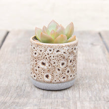 Load image into Gallery viewer, Tiny Mystery Succulent In Ceramic Pot
