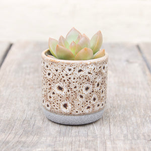 Tiny Mystery Succulent In Ceramic Pot